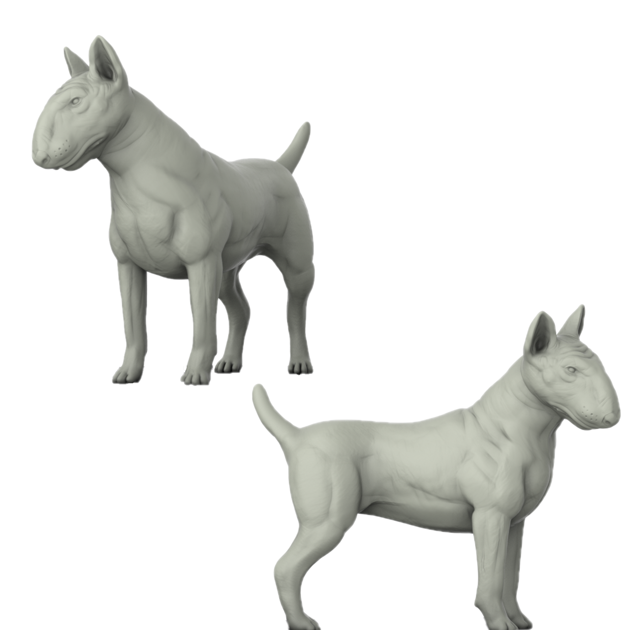 Bull Terrier