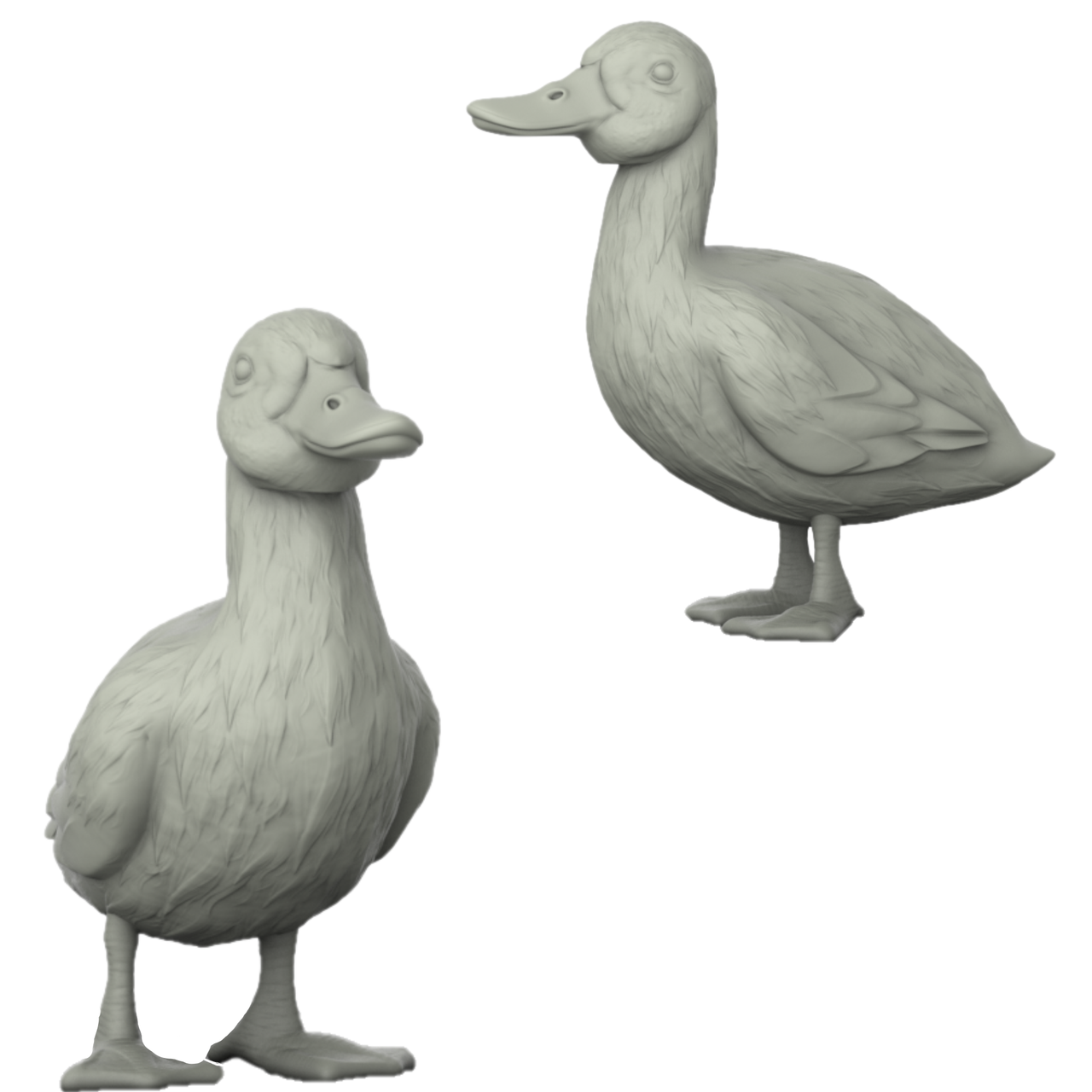 Duck