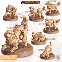 Thumbnail for Gold the Golden Retriever