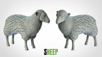 Thumbnail for Sheep